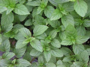 Mint Peppermint