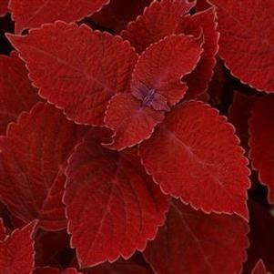 Coleus Ignite™ Ruby Slipper