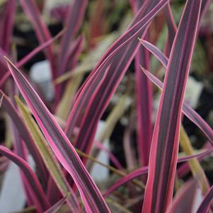 Cordyline Paso Doble