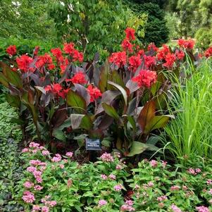 Canna Cannova® Bronze Scarlet