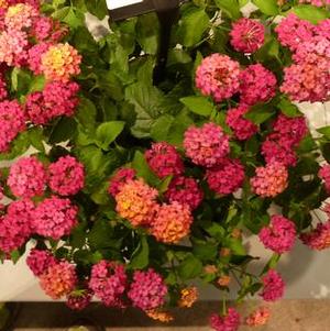 Lantana Bloomify™ Rose