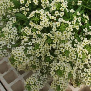Lobularia Yolo French Vanilla