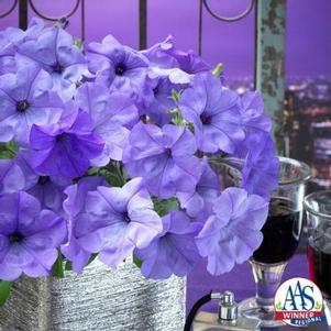 Petunia Evening Scentsation F1