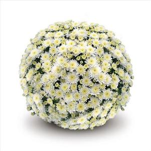 Mum Belgian Prima White