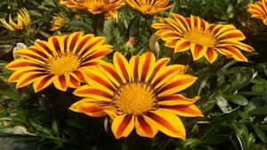 Gazania Big Kiss Yellow Flame