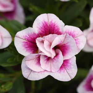 Calibrachoa Minifamous® Uno Double Pinktastic