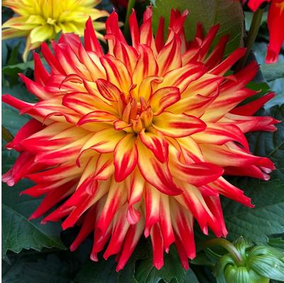 Dahlia Hypnotica® Icarus