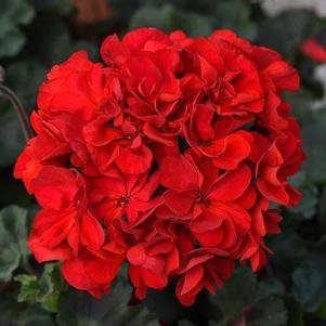 Geranium Super Moon Red