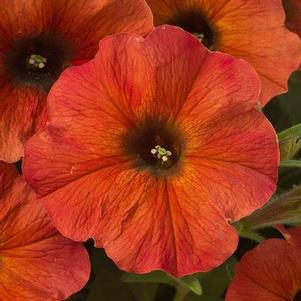 Petunia SuperCal® Premium Cinnamon