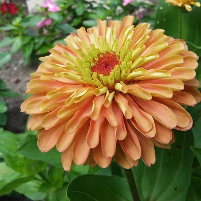 Zinnia elegans Queeny Lime Orange