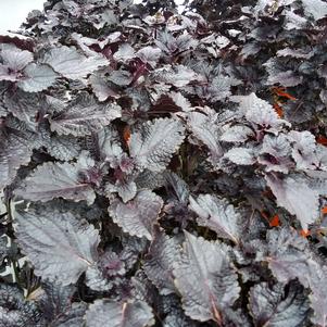 Coleus Shiny Shoes
