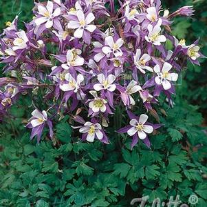 Aquilegia caerulea-hybr. Heavenly Blue