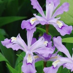 Iris cristata 