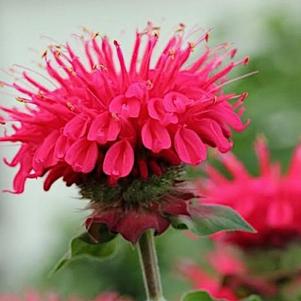 Monarda Bee-You® Bee Happy