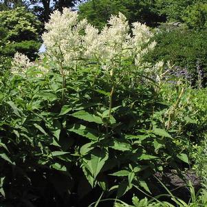 Persicaria polymorpha 