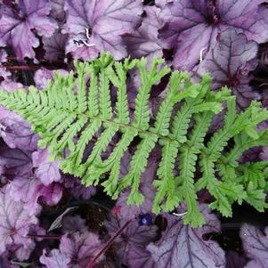 Dryopteris affinis The King