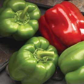Pepper Better Belle III