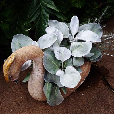 Senecio candicans Angel Wings