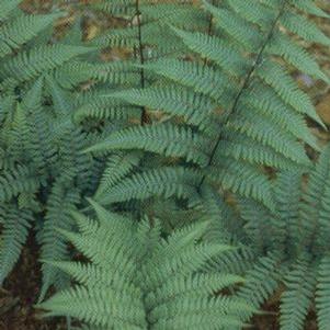 Athyrium x Ghost