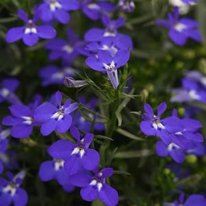 Lobelia Magadi ™ Compact Blue 22