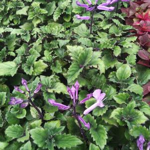 Plectranthus Velvet Elvis