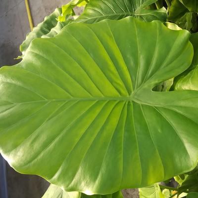 Alocasia odora 
