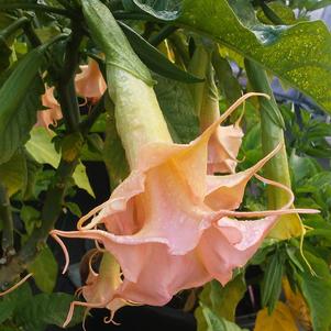 Brugmansia Tickled Pink