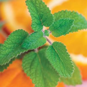 Lemon Balm Orange Mandarina