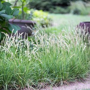 Sesleria autumnalis 