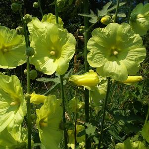 Alcea rugosa Russian Yellow