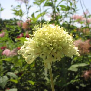 Cephalaria gigantea 