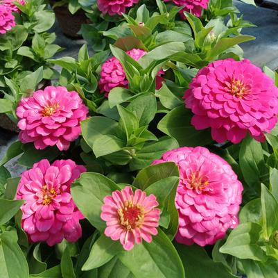 Zinnia Zesty Pink