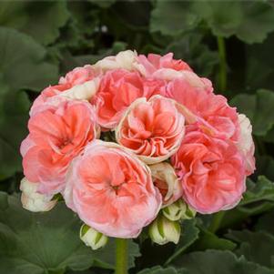 Geranium Rosalie™ Antique Salmon