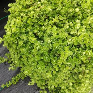 Pilea depressa Tiny Tears