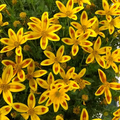 Bidens Tiger Bee