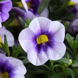 Calibrachoa Eyeconic™ Purple