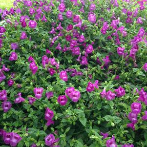 Torenia Summer Wave® Amethyst