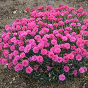 Dianthus barbatus Pretty Poppers® Double Bubble