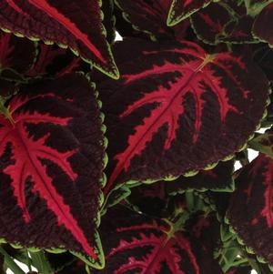 Coleus Main Street Orchard Road