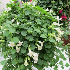 Lophospermum Lofos® White