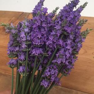 Lavender x intermedia Sensational!®