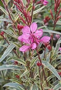 Gaura lindheimeri Gambit Variegata Rose