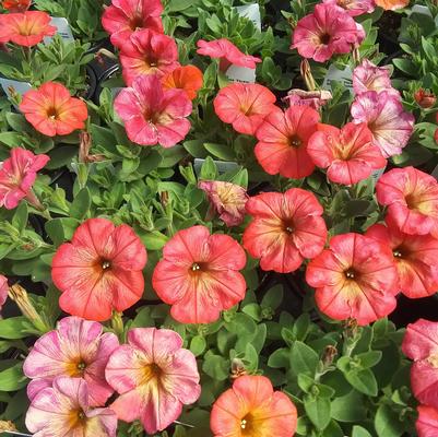 Petunia Flower Shower Golden Harvest