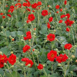 Geum Double Bloody Mary