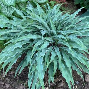 Hosta Silly String