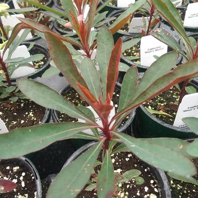 Euphorbia Miner's Merlot