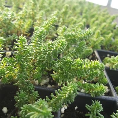 Sedum sexangulare 