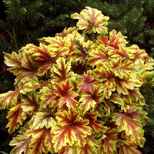 Heucherella Gold Zebra