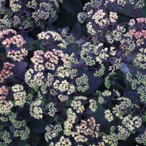 Sedum Night Light