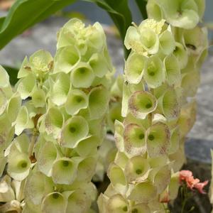 Moluccella laevis 